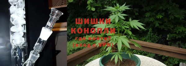 шишки Кодинск